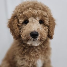 Boy 2 - Apricot Labradoodle puppy in Payson, Utah from Utah County Labradoodles