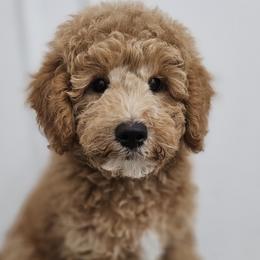 Boy 2 - Apricot Labradoodle puppy in Payson, Utah from Utah County Labradoodles