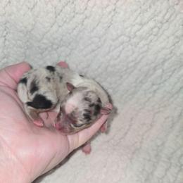 Gabrielle - Blue merle female Pomeranian puppy in Angleton, Texas from Pomeranian Palace, LLC