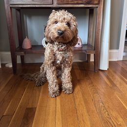 Ruby - Goldendoodle