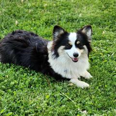 Tilly - Pembroke Welsh Corgi