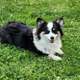 Tilly - Pembroke Welsh Corgi