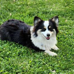Tilly - Pembroke Welsh Corgi