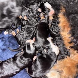 Male 3 - Tri-color male Bernedoodle puppy in Belgreen, Alabama from Scott’s Farm Poodles and Doodles