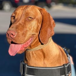 Pumpkin - Vizsla