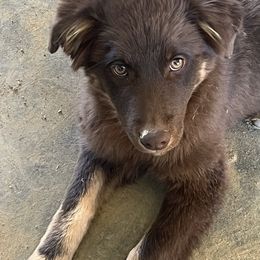 Redda - Red female Australian Shepherd puppy in Whitwell, Tennessee from Owl Hollow Farm