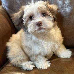 Havanese Puppies from 3 Bs Havanese
