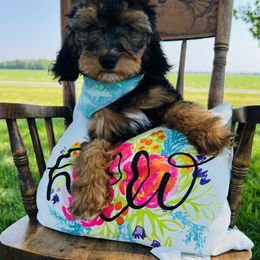 Assorted Doodle Crosses, Aussiedoodle, Bernedoodle, and Poodle Puppies from Pear Tree Prairie Doodles