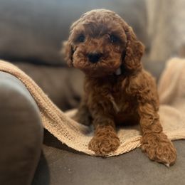 Black Collar Boy - Red male Cockapoo puppy in Birdsboro, Pennsylvania from Cooper Family Cockapoos
