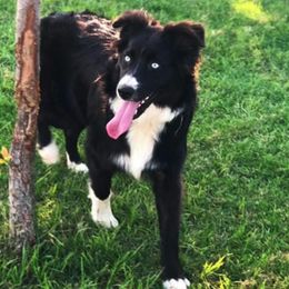 Australian Shepherds and Miniature Australian Shepherds from Southern Winds Mini Aussies