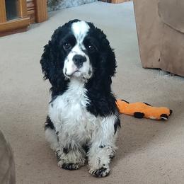 Cocker Spaniel puppies from Country Cockers of Indiana