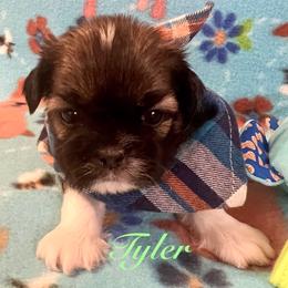 Tyler - Gold and white male Shih Tzu puppy in Hemet, California from Aloha Shih Tzu