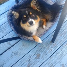 Pomsky All Grown Up from Kenna'z Kuddly Pomskiez