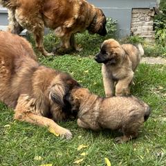 Leonberger Puppies from Leonberger Puppies at Harris Acres