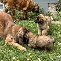 Leonberger Puppies from Leonberger Puppies at Harris Acres