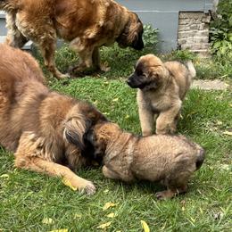 Leonberger Puppies from Leonberger Puppies at Harris Acres