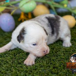 Lumen - Blue merle female Toy Australian Shepherd puppy in Granbury, Texas from Best Little Aussies