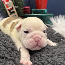Boy 1. - Fawn and white male Bulldog puppy in Charlotte, North Carolina from Golden Leaf Kennels LLC