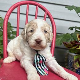 Waterloo - Cream male Labradoodle puppy in Camden, North Carolina from Oopsie Doodles of NC