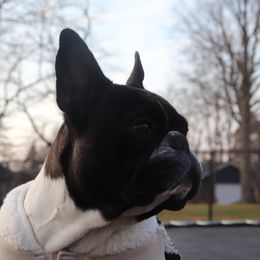 Frankie - French Bulldog