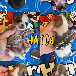Hatch - Sable spotted white male Chihuahua puppy in Kannapolis, North Carolina from East Coast Bull Terriers N Chihuahuas