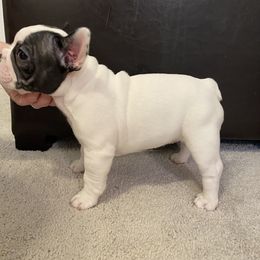 French Bulldog Puppies from Fur Royalty Frenchies