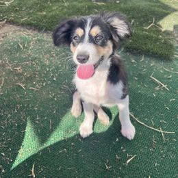 George - Black tri male Toy Australian Shepherd puppy in Woodlake, California from For the Love of Aussie
