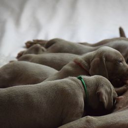 Weimaraner Puppies from Silvr Galaxy Weimaraners