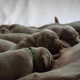 Weimaraner Puppies from Silvr Galaxy Weimaraners