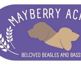 Basset Hounds and Beagles from Mayberry Acres Beagles and Basset Hounds