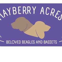 Basset Hounds and Beagles from Mayberry Acres Beagles and Basset Hounds