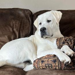 Labrador Retrievers from Skye K.R.J English Labradors