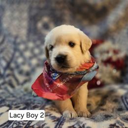 Lacy Boy 2 - Light golden male Golden Retriever puppy in Niles, Michigan from Family Raised Goldens