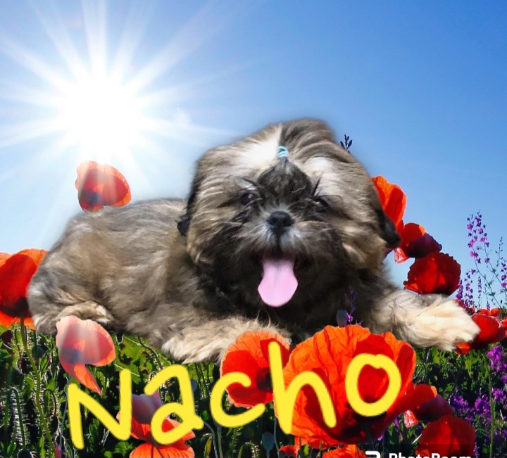 Nacho - Blue Shih Tzu puppy in Houston, Texas from Peterson Shih Tzus