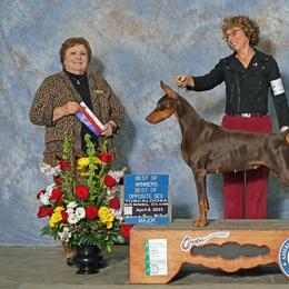 Astrid - Doberman Pinscher