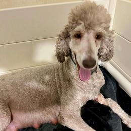 Bentley - Red  female Goldendoodle puppy in Van Buren, Missouri from Jami’s Goldendoodles & Poodles