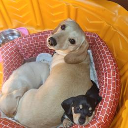 Daisy - Dachshund