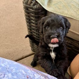 Boy 3 - Black male Portuguese Water Dog puppy in California from Lukos Portuguese Water Dogs