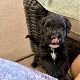 Boy 3 - Black male Portuguese Water Dog puppy in California from Lukos Portuguese Water Dogs