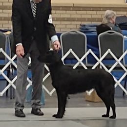 Flat-Coated Retrievers from PrairieFlats