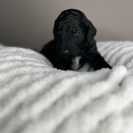 Black - Parti male Labradoodle puppy in Ellenwood, Georgia from Four Paws Down