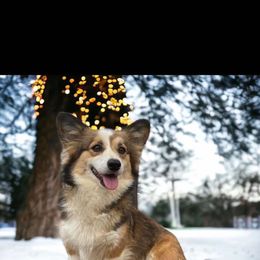 Ivy - Pembroke Welsh Corgi