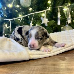 Cinch - Blue merle male Aussiedoodle puppy in Clara City, Minnesota from Good Shepherd Aussiedoodles