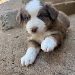 Snag - Red tri male Miniature Australian Shepherd puppy in Lakeport, California from Akins Aussies/Wild Rose Ranch