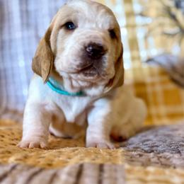 Dolly - Red and white female Basset Hound puppy in Hillsboro, West Virginia from Bear Foot Bassets Of West Virginia