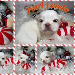 Pearl - Liver and white female Shih Tzu puppy in Coolidge, Arizona from Shih Tzu’s  ‘N’ Love
