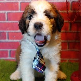 Saint Berdoodles from Mad Hatter Farms Saint Berdoodles