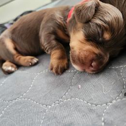 Boy 2 - Chocolate and tan male Dachshund puppy in Amarillo, Texas from Panhandle Dashing Doxies