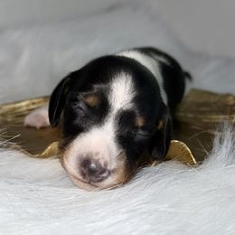 Black and Tan Piebald girl - Piebald female Dachshund puppy in Park City, Montana from One Pickle Dog