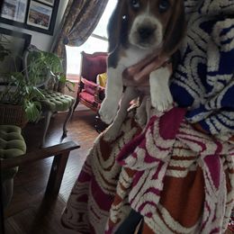 Beagle Puppies from Homegrown Beagles
